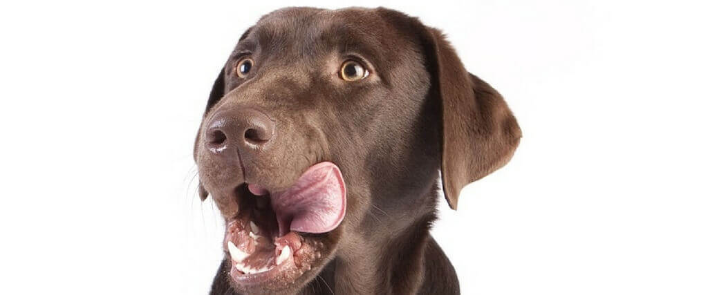 Is Uncooked Unhealthy? Things You Should Know Before Putting Your Pet on a Raw Food Diet