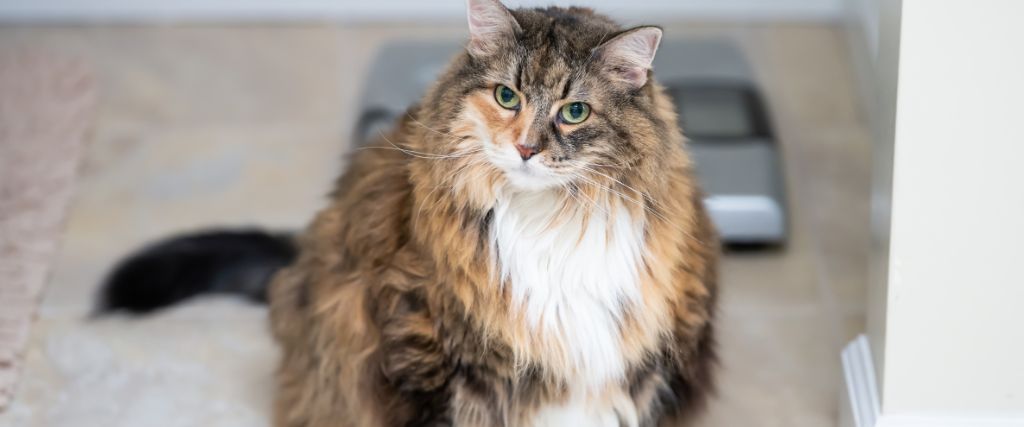 Super Fluffy Cat Breeds  North Hampton Animal Hospital