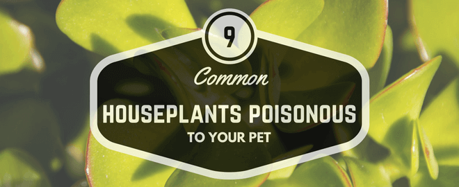 9 Common Houseplants Poisonous to Your Pet