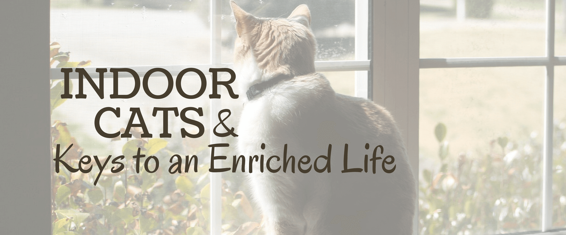 Indoor Cats: The Keys to an Enriched Life