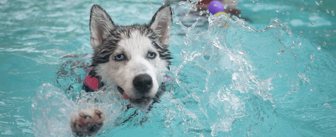 Pool and Beach Safety Tips for Pets: Part II