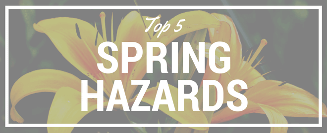 Top 5 Spring Hazards