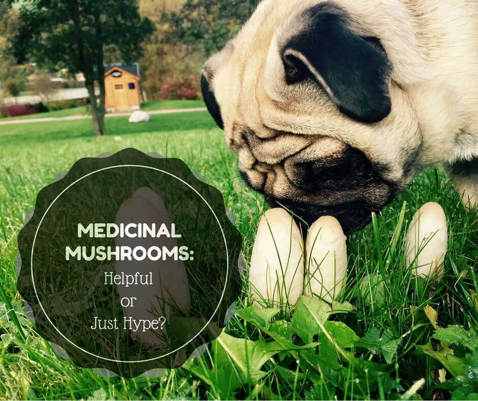 Medicinal Mushrooms: Helpful or Just Hype?