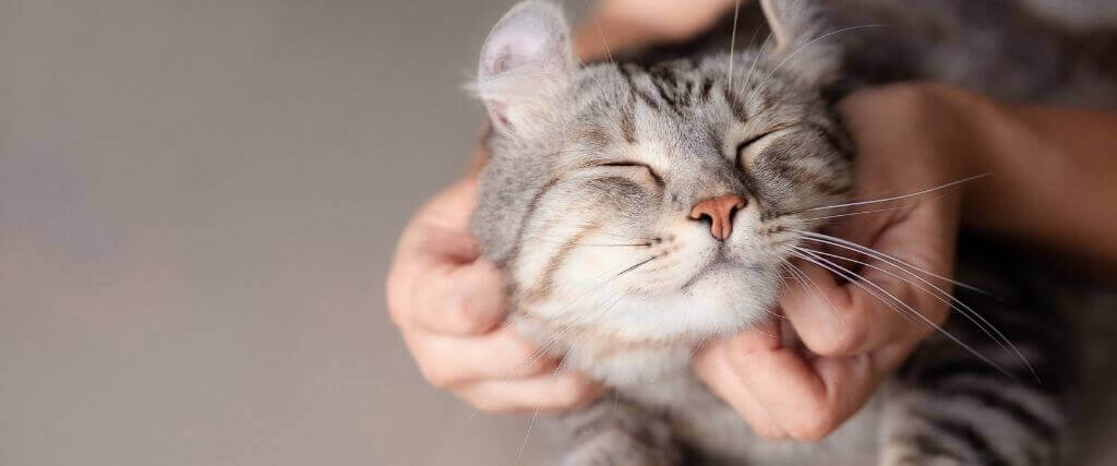 7 Reasons to Adopt a Cat in Honor of National Cat Lover's Month!