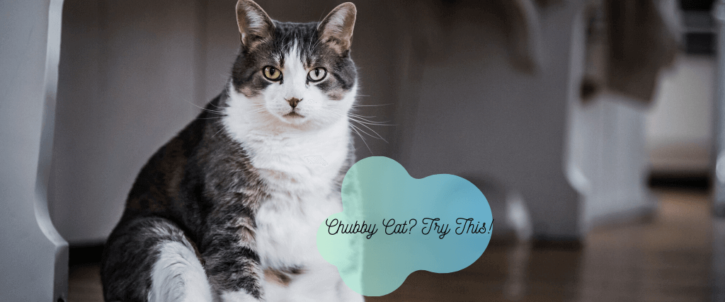 9 Ways to Keep Your Cat From Gaining Quarantine Weight