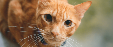 10 Commonly Asked Questions About Cats and Their Answers