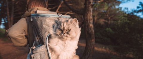 National Take a Hike Day: Can I Hike with My Cats?