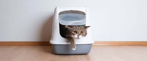 4 Litter Box Tips to Make Life as a Cat Owner Easier