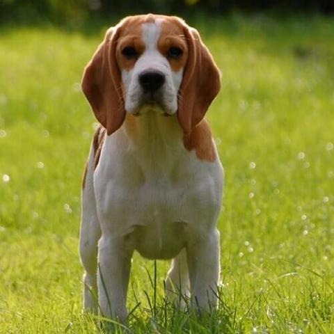 Beagle Dog Breed Info 