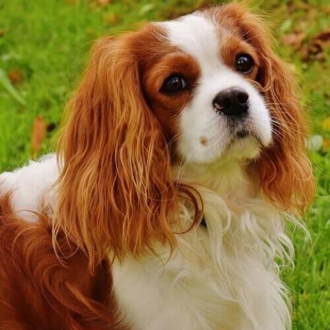7 Things To Know About Cavalier King Charles Spaniels – American