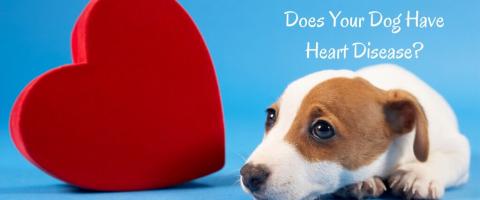 Does Your Dog Have Heart Disease? 