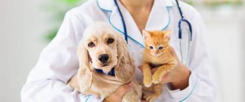 What Bloodwork Can Teach You About Your Pet's Health