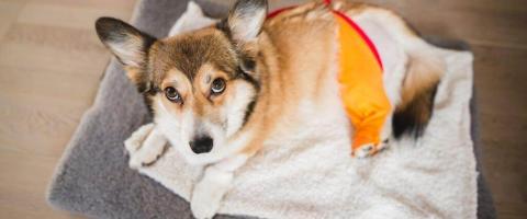 How to Ensure A Smooth Recovery From Canine Orthopedic Surgery