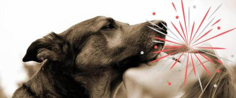 Signs of Fireworks Between You and Your Dog