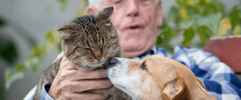 Adopt a Senior Pet Month – 6 Reasons Why a Senior Dog or Cat Should Be Your Next Pet 