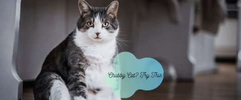 9 Ways to Keep Your Cat From Gaining Quarantine Weight