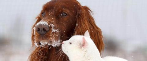 6 Tips for Keeping Your Pets Safe in Wintery Weather