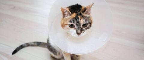 Cat’s Having Surgery? Here’s How to Help Them Prepare and Recover at Home