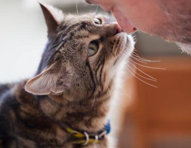 Senior Cat Care: Promoting Wellness at Every Age