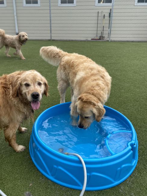Dogs in pool Boarding at Redstone Vet Hospital