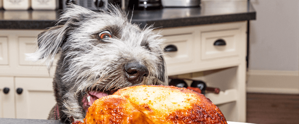 Thanksgiving Pet Hazards to Avoid this Holiday Season