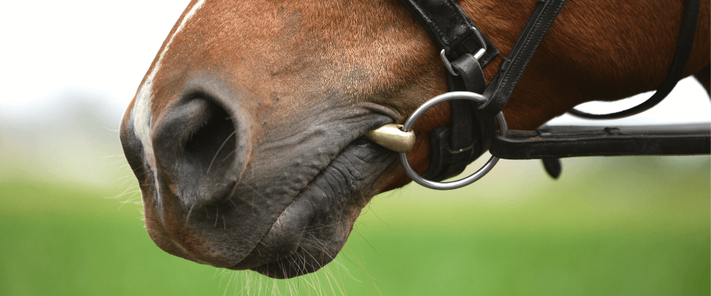 Equine Dental Care And Dental Disease "From The Horse's Mouth"