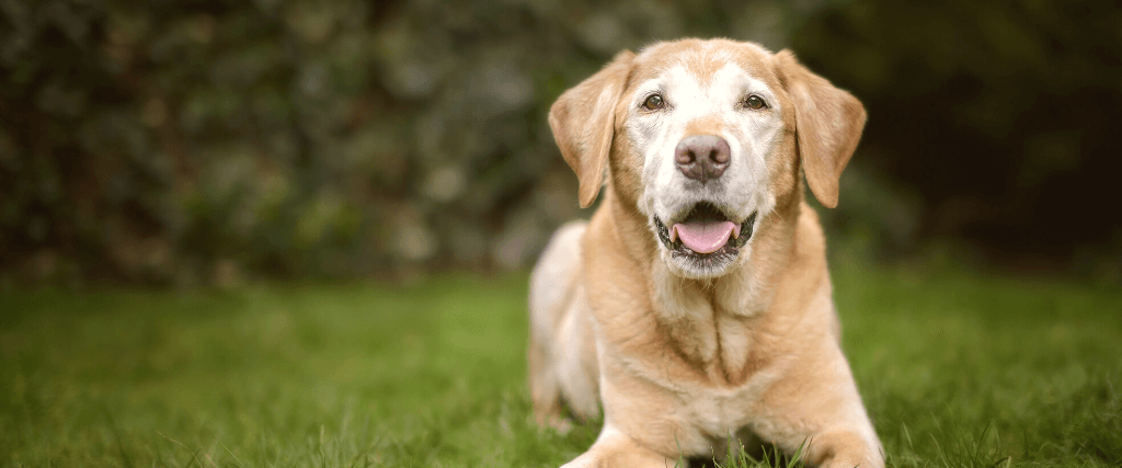 Gray Muzzle Dogs: 5 Things to Know About Your Aging Pet