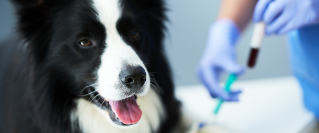 Lab Tests on Dogs: Why They’re Important and What They Tell Your Veterinarian